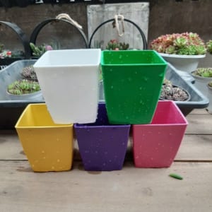 Chậu nhựa trồng cây