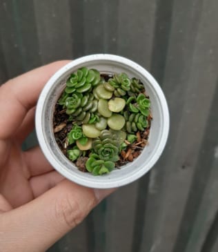 Sedum vảy ốc
