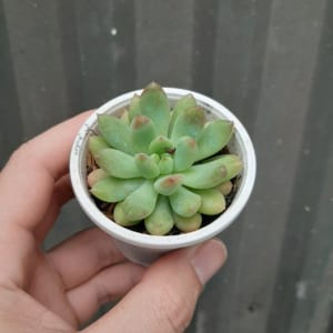 Sen đá thược dược
