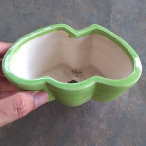chậu cây cảnh