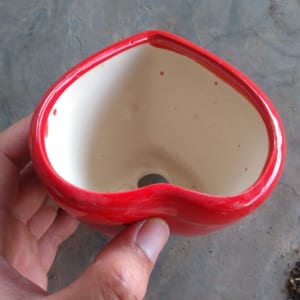chậu cây cảnh