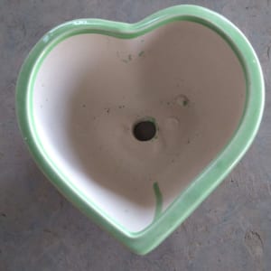 chậu trồng cây cảnh