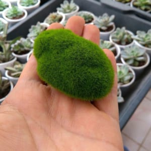 phụ kiện làm tiểu cảnh