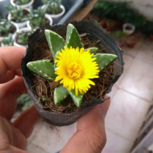 Sen đá hàm cá sấu