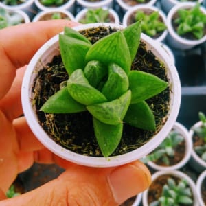 Sen đá ngọc lá lớn