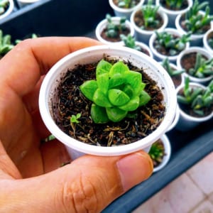 Sen đá ngọc nhỏ lá tròn