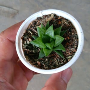 Sen đá ngọc nhỏ lá nhọn