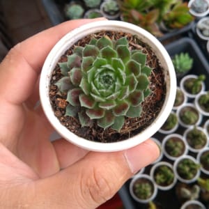 Sen đá phật bà tím
