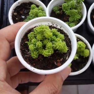 Sedum vàng