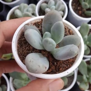 Sen đá sỏi trắng