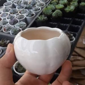 chậu trồng cây