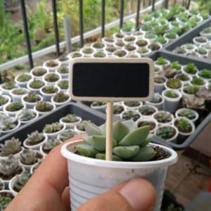 phụ kiện terrarium