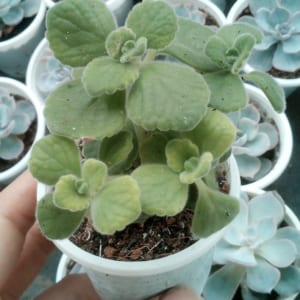 nhất mạt hương