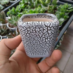 chậu cây cảnh