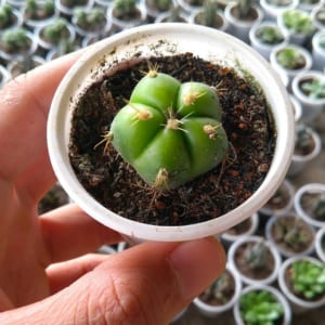 xương rồng bánh bao