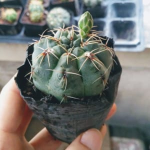 xương rồng