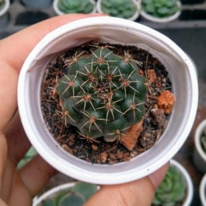 xương rồng sao