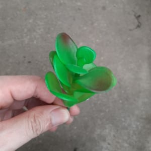 Sen đá giva xanh nhựa