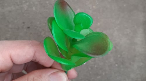Sen đá giva xanh nhựa