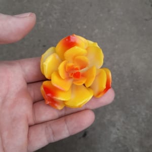Sen đá Lola vàng nhựa