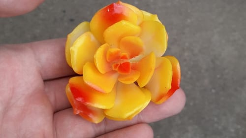 Sen đá Lola vàng nhựa