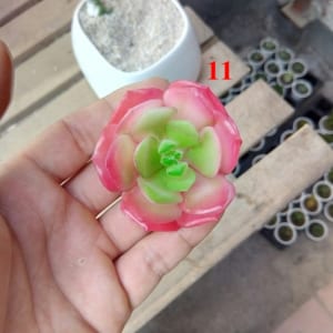 Cây nhựa hoa nhựa