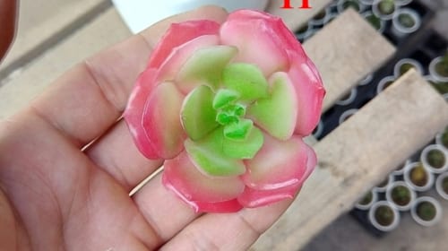 Cây nhựa hoa nhựa