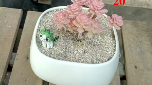 sen đá giả