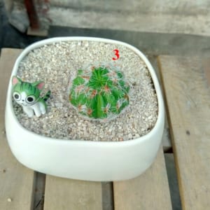cây giả