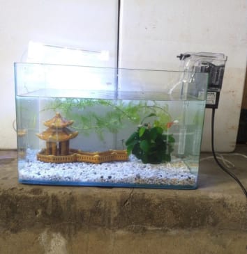 Bể cá mini