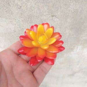 Cây hoa nhựa