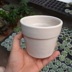 Chậu trồng sen đá, xương rồng