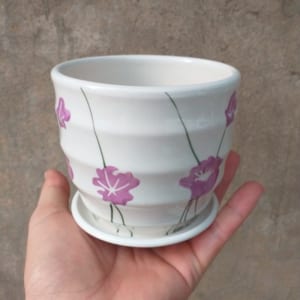 chậu trồng cay cảnh