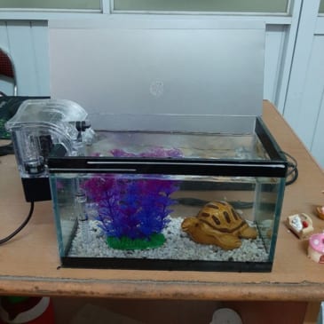 Bể cá mini