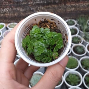 Sedum vảy ốc xanh