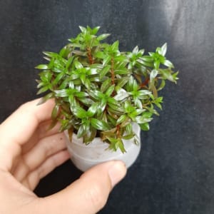 Cây thủy sinh diệp tài hồng lá hẹp