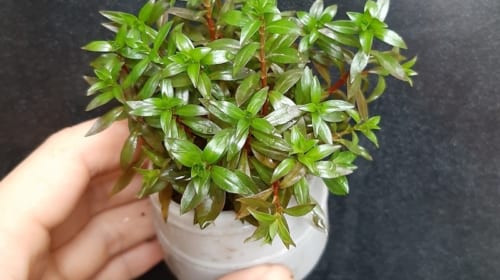 Cây thủy sinh diệp tài hồng lá hẹp