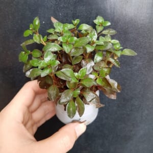 Cây thủy sinh diệp tài hồng lá táo