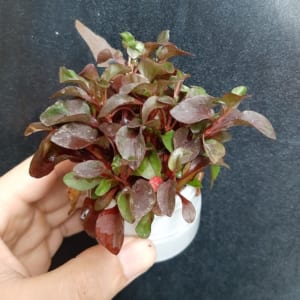 Cây thủy sinh hồng xoăn