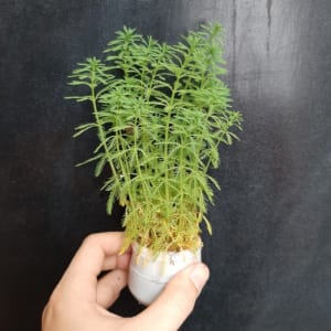 Cây thủy sinh xương cá