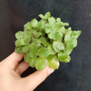 Cây thủy sinh thủy cúc
