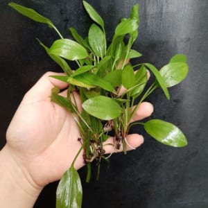 Cây thủy sinh cắt cắm: Lan nước (5 chồi)