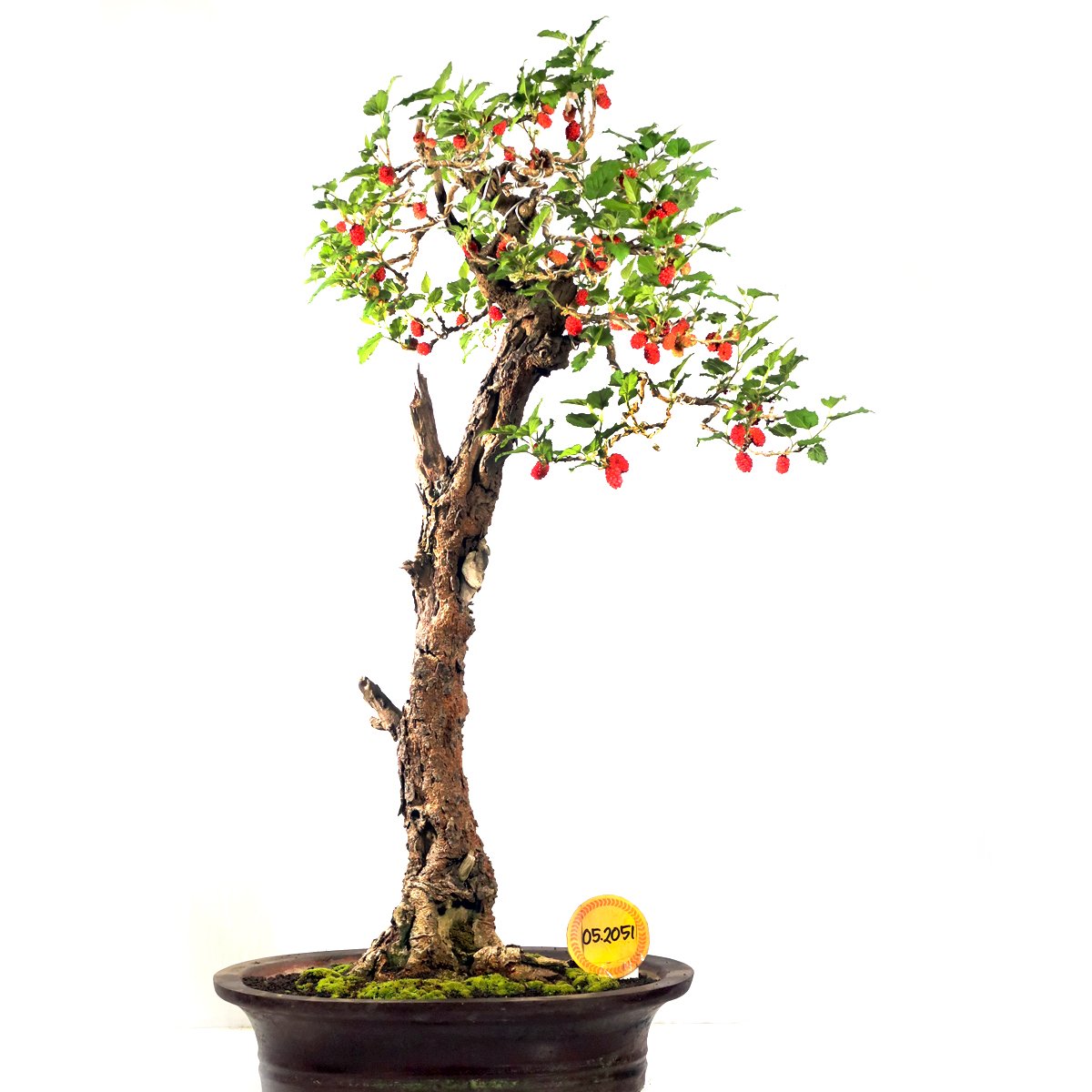 Cây cảnh bonsai Dâu tằm (Morus alba)