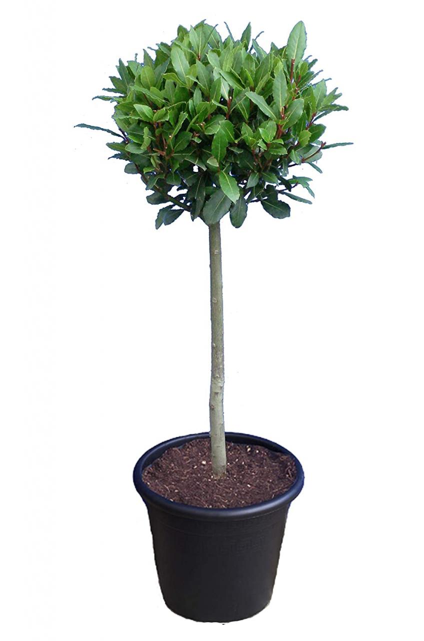 Image result for Laurus nobilis bonsai