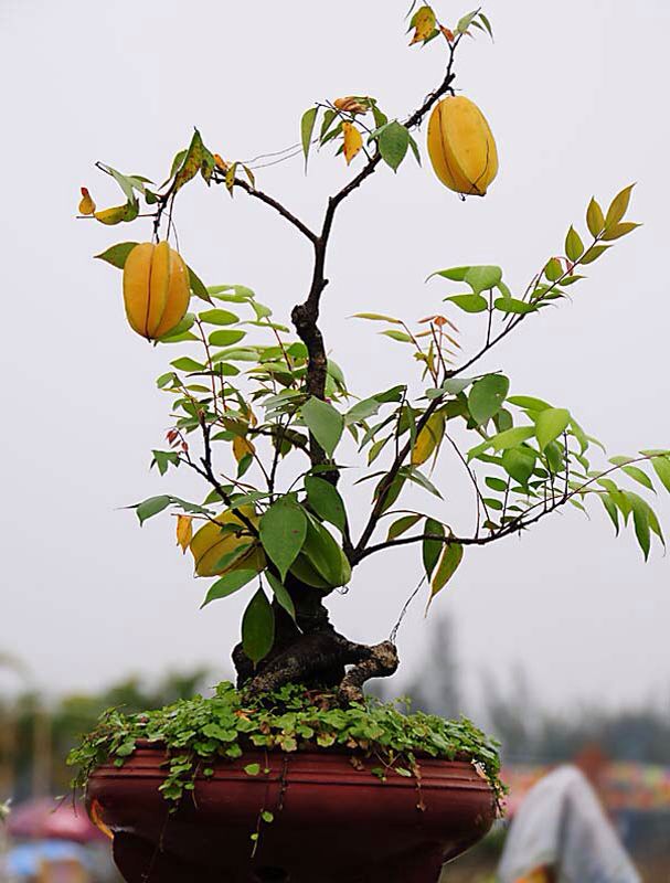 Image result for Averrhoa carambola bonsai