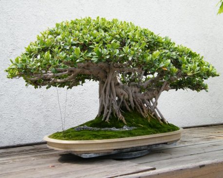 Cây Đa Bonsai, Ficus bengalensis