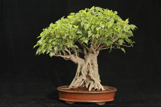Image result for Ficus racemosa bonsai