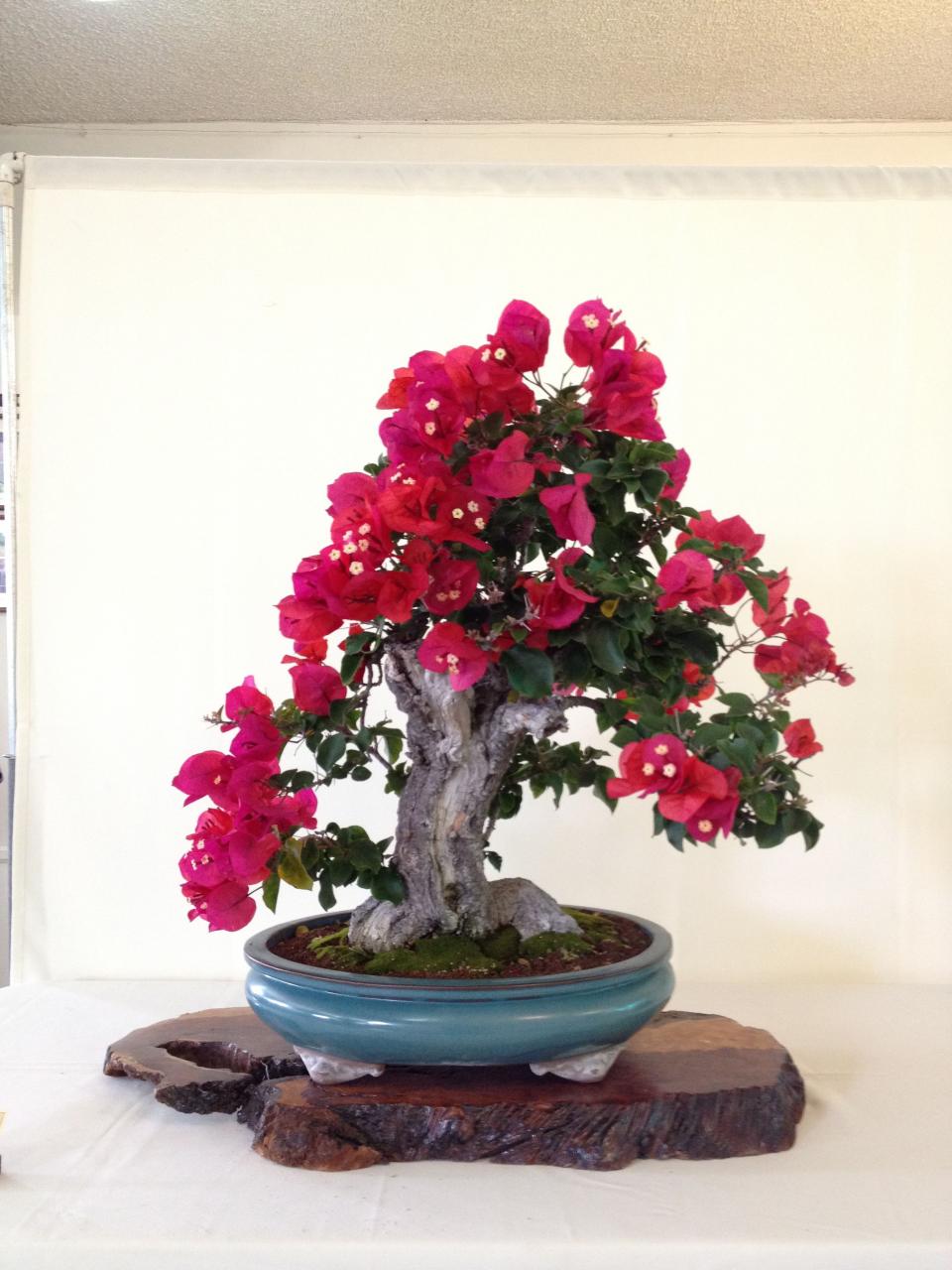 Cây Hoa Giấy (bougainvillea) bonsai