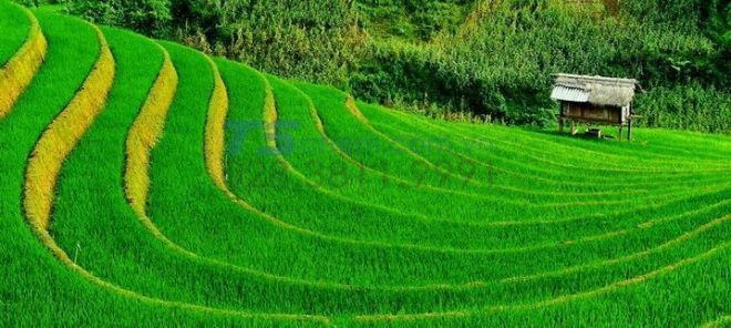 Ứng dụng của phân hữu cơ vi sinh
