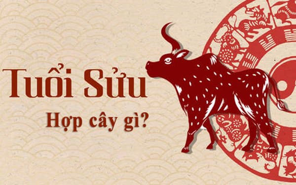 Tuổi Sửu hợp cây gì? Cây phong thủy tuổi Sửu: 1973, 1985, 1997, 2009 ...